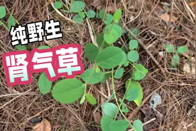 野生肾气草全身是宝，民间煮猪耳的秘密健康养生武器，你吃过吗？视频封面