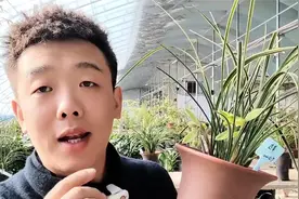 15分钟兰花养护全方位精讲(北方)，解决兰花各种问题视频封面