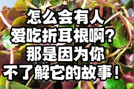 怎么会有人爱吃折耳根啊？那是因为你不了解它的故事！视频封面