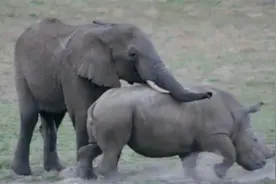 实拍！为什么大象会强迫犀牛交配？难道动物可以跨物种恋爱了？视频封面