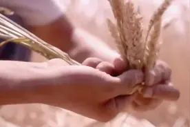 老农：百姓生活越来越好，粮食丰收心里乐开花，干活都脸带笑了视频封面