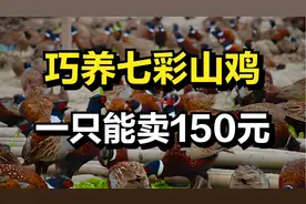 90后小伙巧养七彩山鸡，一只鸡能卖150元，年收入达200万元！