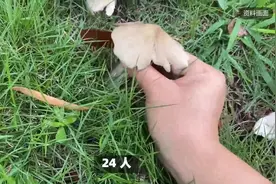 摘野韭菜花违法！还有沙葱、野蘑菇，都是违法的！大家注意了视频封面