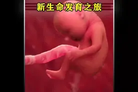 人类生命繁衍的全过程视频封面