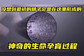 没想到精子是这样在这里形成的，真是神奇的生命孕育过程