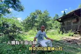 再访大山49岁单身大哥，几百亩杜鹃林价值连城，来年赏花就到这里视频封面