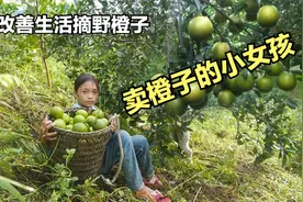 小女孩自力更生，去山上摘野橙子拿去卖，只为了改善下生活视频封面