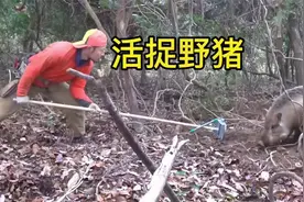 一头重达300斤的大野猪被男子一招制服#国外合法狩猎 #野猪