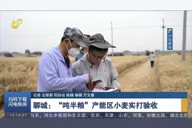 聊城：“吨半粮”产能区小麦实打验收测产，亩产达800公斤左右视频封面