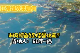 长江禁渔效果到底如何？米级鳡鱼多到染黑水面？当地人：60年一遇