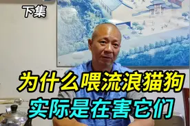 为什么喂流浪猫狗实际是在害它们，听上海出家人怎么说视频封面