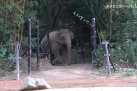 . 大叽咕后面跟着小叽咕，大猪猪后面跟着小风风