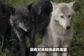 揭开狼的求偶交配：神秘而独特的交配过程视频封面