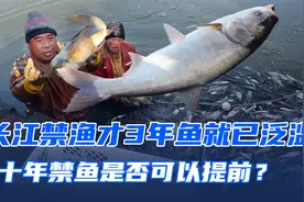 长江10年禁渔才实施3年，鱼群就已泛滥，10年禁鱼是否能提前？视频封面