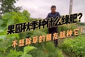 长得密密麻麻的鼠茅草，抑制杂草好，改良土壤，秋季果园就种它！视频封面
