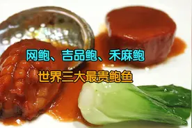 世界上最贵的三大鲍鱼是什么鲍鱼？网鲍、吉品鲍与禾麻鲍视频封面