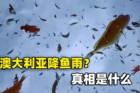 澳大利亚下“鱼雨”，大鱼随暴雨从天而降，真相没这么简单视频封面