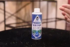 家里养富贵竹施什么肥料？园艺师教你，用富贵竹营养液，叶片翠绿