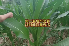 玉米第二遍增产套餐，啥时间打合适
