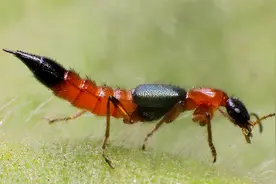 北京多区市民发现隐翅虫 专家：警惕“黑红相间”毒隐翅虫视频封面