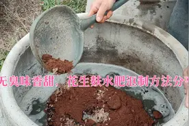 花生麸水肥沤制秘方分亨，全程无臭味，既能增产又能提高果实品质