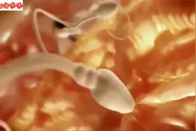 3D动画，给你讲述从精卵结合至胎儿形成全过程，感受生命奇妙！