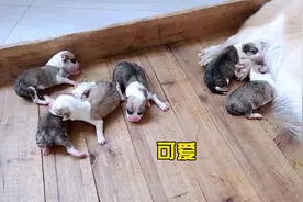 狗妈妈患了产后抑郁症，不停抓地还伤到小奶狗，看着狗宝宝都心疼视频封面