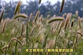 狗尾草：穗状花序和有趣毛茸茸的尾巴视频封面