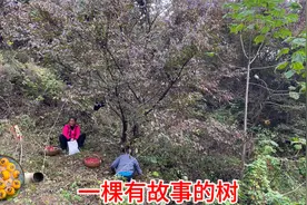 用桑叶和温水暖柿子，中午去摘一棵有故事的山茱萸树，满满的回忆