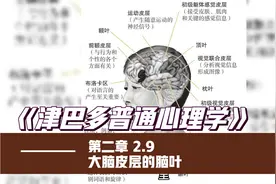 津巴多普通心理学 大脑皮层的脑叶