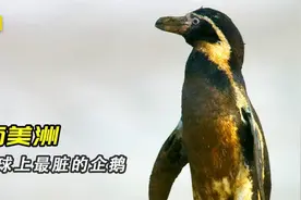 169. 住在粪堆里的企鹅被海狮嫌弃，小蝌蚪居然吃母亲卵子，
