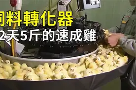 速成鸡是激素鸡吗？一个视频了解视频封面