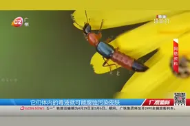 俗称“飞行硫酸” 遇到它千万别用手拍视频封面