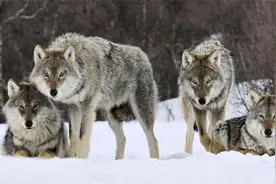 以家庭为单位的狼群，低级狼没有交配权，它们是如何繁衍后代的？视频封面