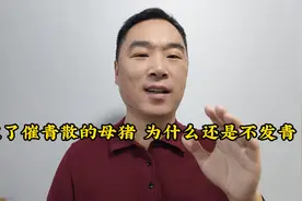 吃了催青散的母猪，为什么还是不发青？