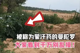 被称为蒙汗药的曼陀罗其实在农村是很常见植物，大部分人却不认识视频封面