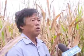 25亩玉米光长秸秆不结棒，农户质疑种子有问题，公司：气候导致