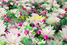 属羊人的晚年，特别是“55年”的，金羊命！视频封面