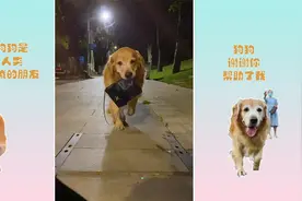 流浪狗报恩，暗中保护女主人！视频封面