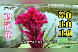 鸡冠花，适用于痔漏下血和吐血咳血以及各种妇科疾病