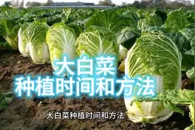 大白菜的种植时间和方法