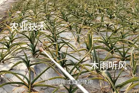 什么药能促进根茎增大？视频封面