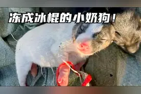屋外零下7度，一窝刚出生的小奶狗被遗弃，已经被冻成了冰棍