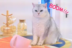 大猫总是欺负小猫，难过的小猫咪离家出走