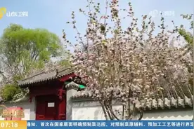 春风三月齐鲁芬芳，来山东感受山山水水的无限春光，看济南的春天视频封面