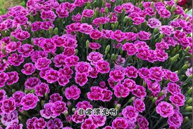 一款“耐寒花”，盆栽地栽都可以，现在种一盆，来年开成大花球视频封面