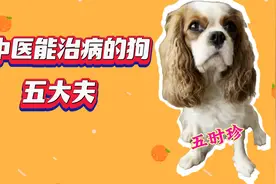 懂中医能治病的狗~五大夫视频封面