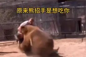 原来熊向你招手，是想吃掉你