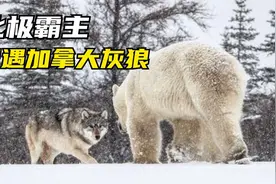 北极熊一掌一个老虎？先看看北极熊遇到狼的反应！冰雪世界纪录片视频封面