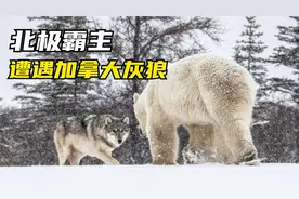 北极熊一掌一个老虎？先看看北极熊遇到狼的反应！冰雪世界纪录片视频封面